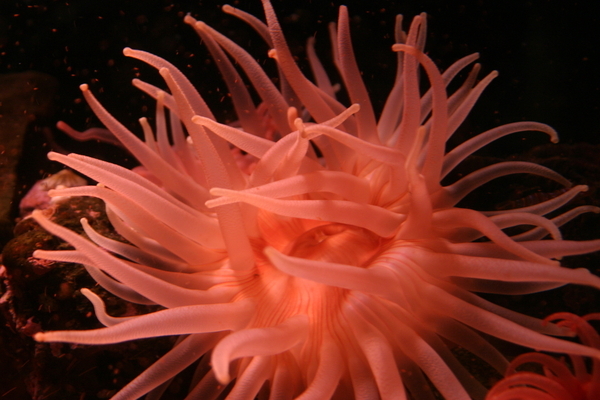 anemone