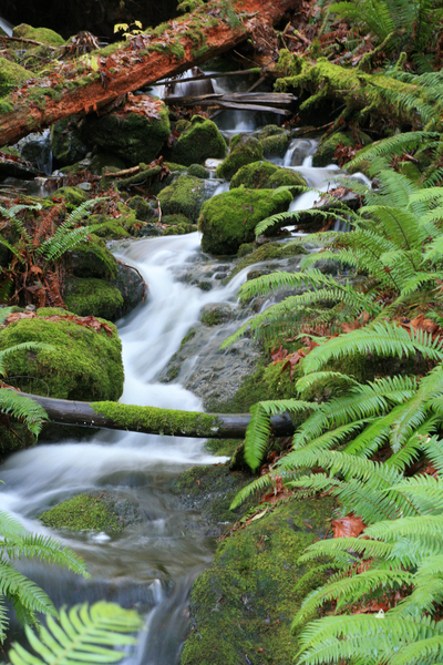 Autumn Stream