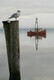 Gull and Boat