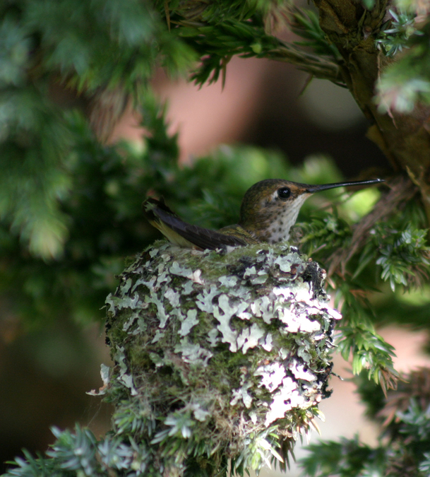 Hummer #1