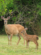 Mother and Fawn