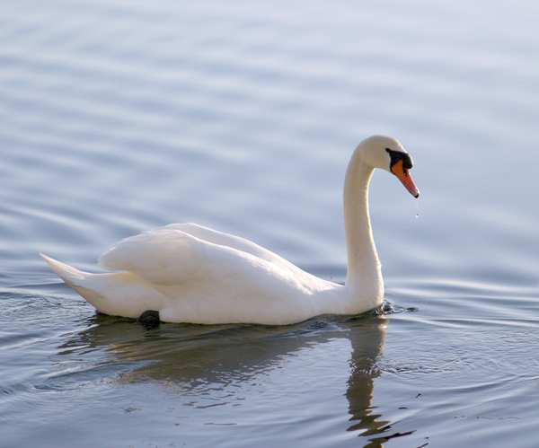 Mute Swan