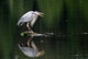 Open Mouthed Heron