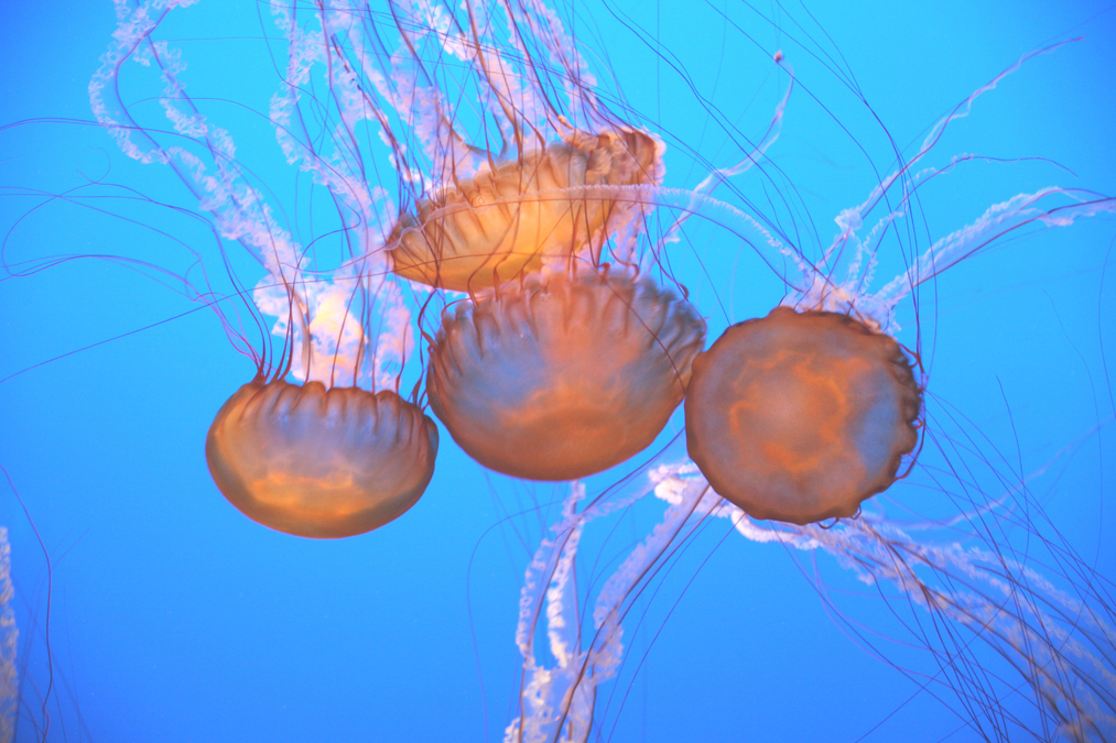 Pacific Jellys